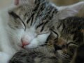今日のねこさん；2009/06/04