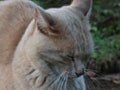 今日のねこさん；2009/06/05