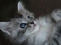 今日のねこさん；2009/06/09