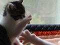 今日のねこさん；2009/06/10