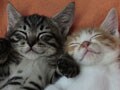 子猫の可愛い寝姿、Best５