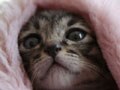 今日のねこさん；2009/06/11