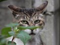 今日のねこさん；2009/06/12