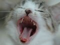今日のねこさん；2009/06/16