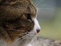 今日のねこさん；2009/06/17