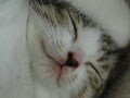 今日のねこさん；2009/06/18
