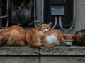 今日のねこさん；2009/06/19
