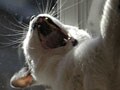 お気に入りのあくび猫、Best５
