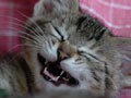 今日のねこさん；2009/06/22
