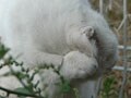 今日のねこさん；2009/06/23