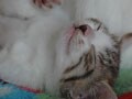 今日のねこさん；2009/06/24