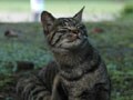 今日のねこさん；2009/06/25