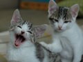 今日のねこさん；2009/06/26