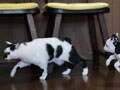 今日のねこさん；2009/06/29