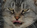 今日のねこさん；2009/06/30