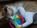 今日のねこさん；2009/07/02
