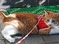 今日のねこさん；2009/07/03