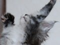 今日のねこさん；2009/07/06