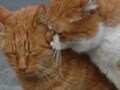 今日のねこさん；2009/07/07