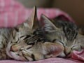 今日のねこさん；2009/07/08