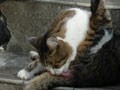 今日のねこさん；2009/07/09