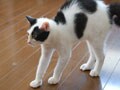 今日のねこさん；2009/07/10