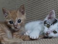 猫との出会いは「いつでも里親募集中」