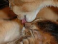 今日のねこさん；2009/07/13