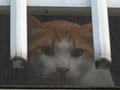今日のねこさん；2009/07/15