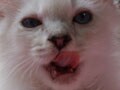 今日のねこさん；2009/07/16