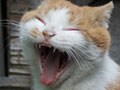 今日のねこさん；2009/07/17