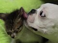 今日のねこさん；2009/07/20