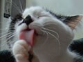 今日のねこさん；2009/07/24