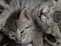 今日のねこさん；2009/07/30