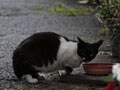今日のねこさん；2009/08/04