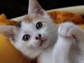 今日のねこさん；2009/08/05