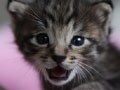 今日のねこさん；2009/08/06
