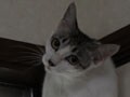 今日のねこさん；2009/08/07