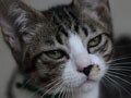 今日のねこさん；2009/08/10