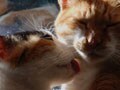 仲良し猫さんBEST5