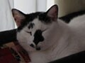 今日のねこさん；2009/08/12