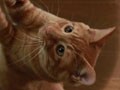 今日のねこさん；2009/08/14