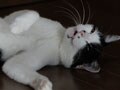 今日のねこさん；2009/08/17
