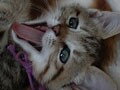 今日のねこさん；2009/08/18