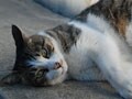 今日のねこさん；2009/08/20