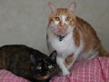今日のねこさん；2009/08/28