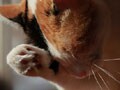 今日のねこさん；2009/08/31