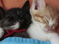 今日のねこさん；2009/09/01