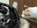 今日のねこさん；2009/09/02