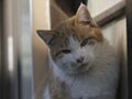 今日のねこさん；2009/09/03